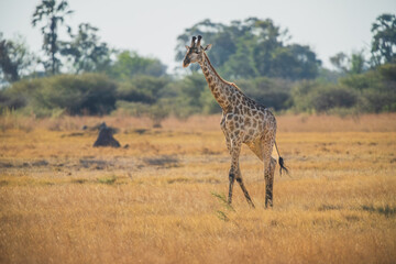 The giraffe is an African artiodactyl mammal, the tallest living terrestrial animal and the largest ruminant. Botswana, Moremi reserve