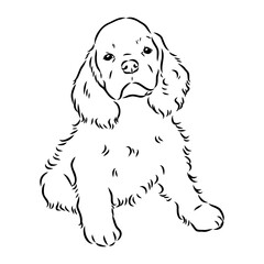 Vector illustration of an American Cocker Spaniel isolated on a white background.