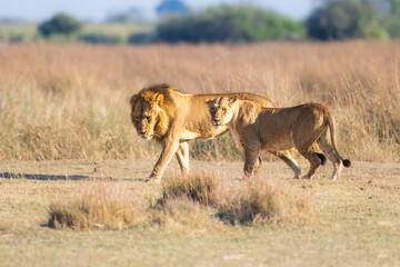 Family of African lion (Panthera leo), male with female lion, Moremi game reserve, Botswana, Captivating images of Africa's lions, Experience the the wild essence of the continent.