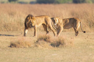 Family of African lion (Panthera leo), male with female lion, Moremi game reserve, Botswana, Captivating images of Africa's lions, Experience the the wild essence of the continent.