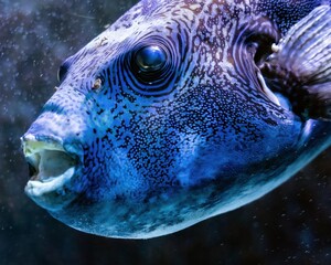 close up of a tropical fish