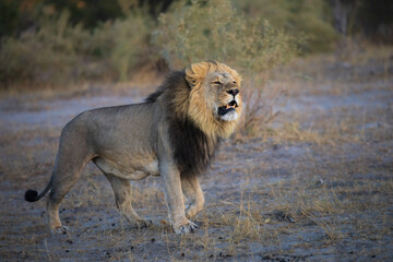 Portrait of a strong male African lion (Panthera leo), Moremi game reserve, Botswana, Captivating images of Africa's lions, Experience the the wild essence of the continent. Sunrise, 8k resolution