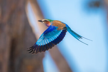 Closeup and portrait of bird , in flight. The Lilac breasted Roller is a bird of the family Coraciidae, the rollers. It occurs widely from West Asia to the Indian Subcontinent. 4k resolution