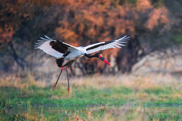 The saddle-billed stork or saddlebill (Ephippiorhynchus senegalensis) is a large wading bird in the stork family, Ciconiidae
