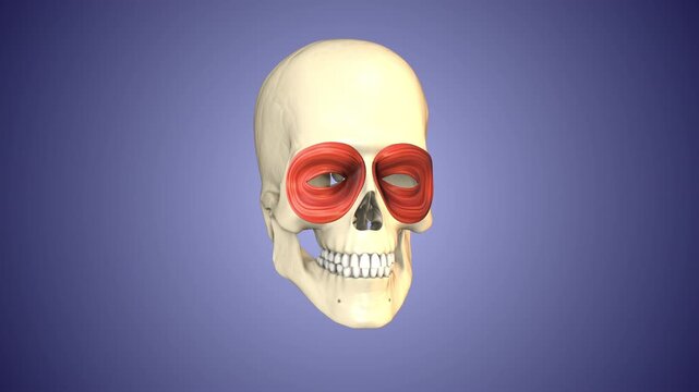 Orbicularis oculi muscles of the Skull and Face