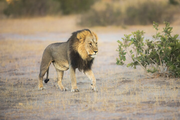 Portrait of a strong male African lion (Panthera leo), Moremi game reserve, Botswana, Captivating images of Africa's lions, Experience the the wild essence of the continent. Sunrise, 8k resolution