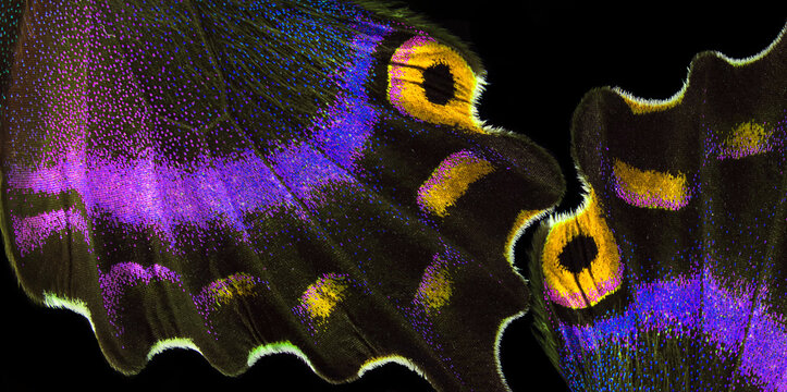 Bright colorful abstract background of tropical butterflies. Butterfly wings close-up. Japanese swallowtail. Papilio maackii. Alpine black swallowtail. 