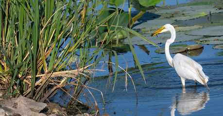 Great egret, or white heron, eating a fish.