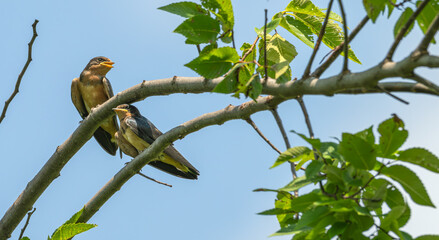 Pair of barn swallow perched in a tree in summer.