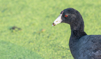 Closeup of an American coot.