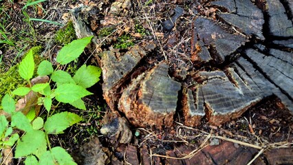 Detailed View of a Broken Tree Stump Surrounded by Green Plants in a Forest Setting During Daylight