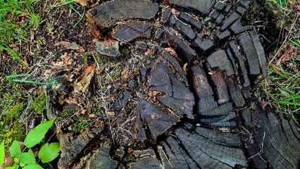 Close-Up View of a Weathered Tree Stump Surrounded by Lush Green Grass in Natural Habitat