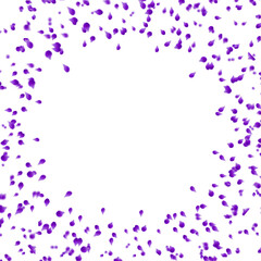 Purple rose petals circle frame isolated on white background 