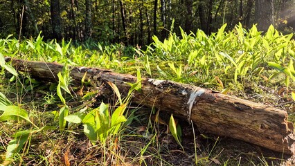 Vibrant Green Underbrush Surrounds Fallen Log in Forest During Late Afternoon Sunlight