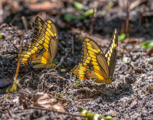 Pair of Giant Swallowtail butterflies sipping moisture from soil