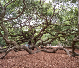 Record size Angel Oak tree, thought to be among the oldest living, Johns Island, SC