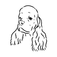 Vector illustration of an American Cocker Spaniel isolated on a white background.