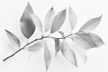 Minimalist Grey Leaf Illustration on White Background