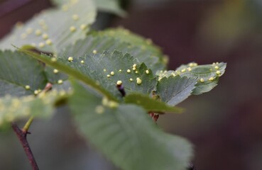 A close up of the leaves of alder tree with larvae
