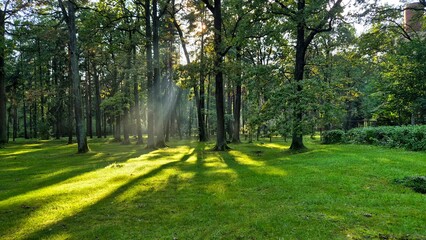 Obraz premium Sunlight Filtering Through Trees in a Lush Forest During Autumn Afternoon