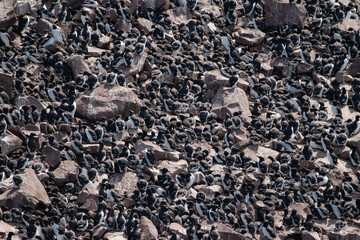 Newfoundland Birds