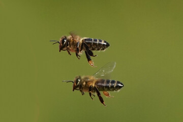 Honeybees in flight around Hummingbird feeder on hot summer day