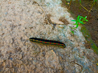 black caterpillar walking on the ground