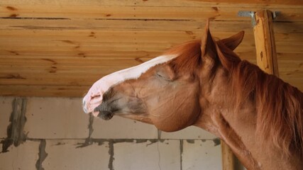 A funny bay horse of the Trakenen breed stretching and rotating its head, talks or sings. The behavior of horses.