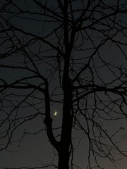 La luna y el Árbol 