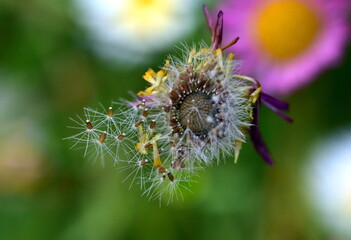 Verwelkte Blüte eines Mauer-Gänseblümchens