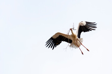 white stork in the sky with stick