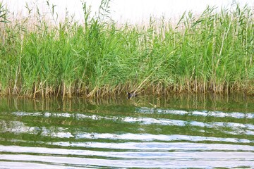 grass in the water