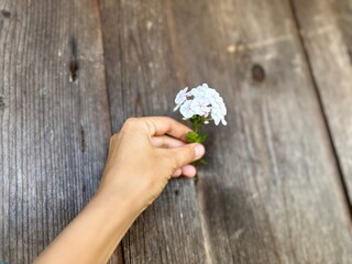 a hand beautifully holds a white flower on a wood background. 