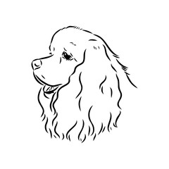 Vector illustration of an American Cocker Spaniel isolated on a white background.