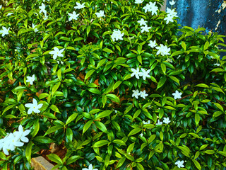 white flowers among the bright green leaves