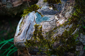 moss on tree