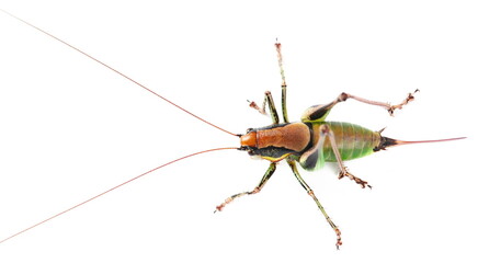 Bush Cricket, Eupholidoptera chabrieri female isolated on white, top view