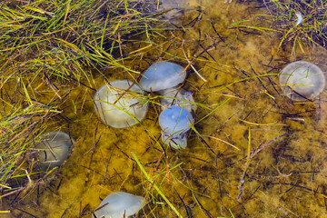 Translucent medusa. Jellyfishes (Rhizostomeae) floating in the water