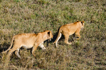 Lion cubs walking in a grass. Serengeti national park, Tanzania