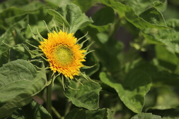 sunflower with bee