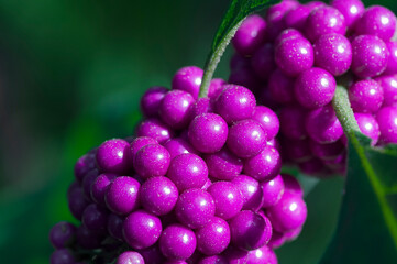 American Beautyberry fruit on branch
