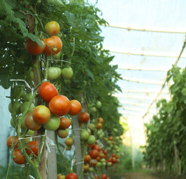 Plastic tunnel greenhouse polytunnel with vegetables tomato plants inside