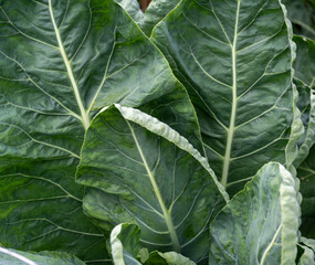 Close-up macro detailed image of dark green cauliflower leaves. The image shows the natural structure in the plant
