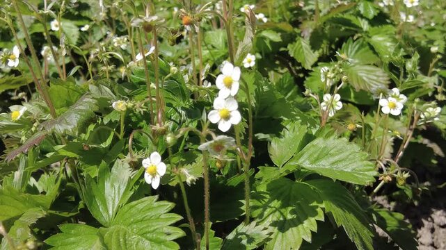 Discover a lush patch of strawberry plants adorned with delicate white flowers under the warm embrace of early spring sunlight.