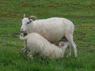 Obraz premium Young white sheep drinking from its mother's teats, dyke animals, coastal protection