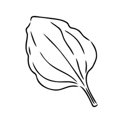 Plantain. Medicinal plant wild field flower.Sketch.Hand drawn outline vector illustration