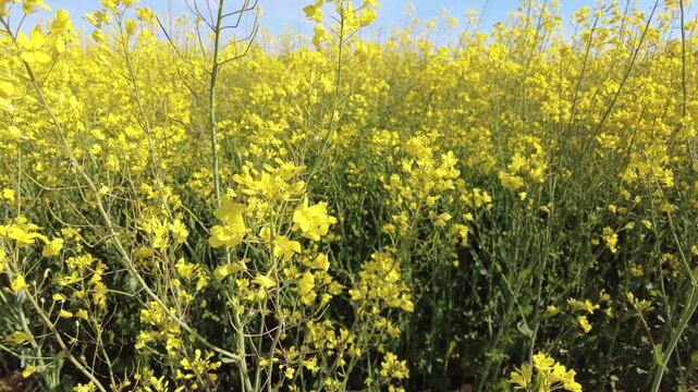 Discover a breathtaking landscape filled with golden blooms swaying gently in the breeze, illuminated by the warm sunlight of a beautiful spring day.