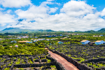 Typical houses and vine grapes in vineyard culture among volcanic rocks with volcano in clouds view, Pico island, Azores, Portugal