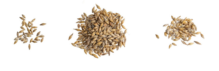 barley grains on a white background