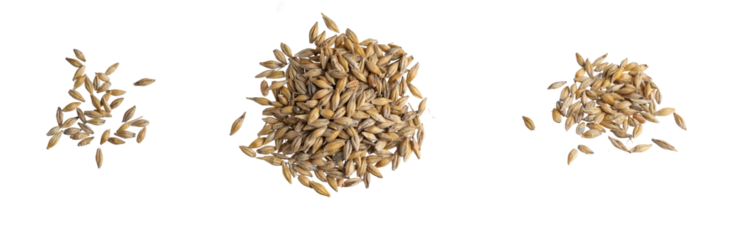 barley grains on a white background